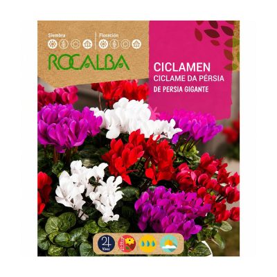 Semillas de Ciclamen de Persia Gigante Multicolor para Siembra y Cultivo